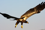 Juvenile Bald Eagle In Flight